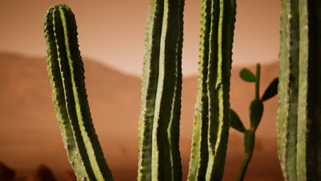 Atardecer-En-El-Desierto-De-Arizona-Con-Cactus-Saguaro-Gigante